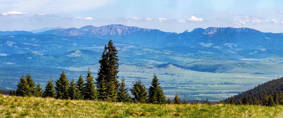 A mountainous landscape with a prominent evergreen tree in the foreground and a valley with scattered trees in the background.