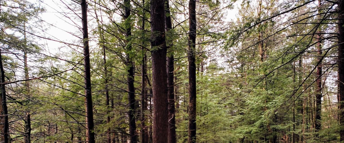 A snow-covered forest trail with tall evergreen trees.
