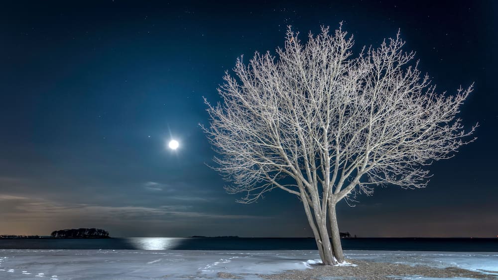 Lone Tree On Snowy Beach At Night With Moon