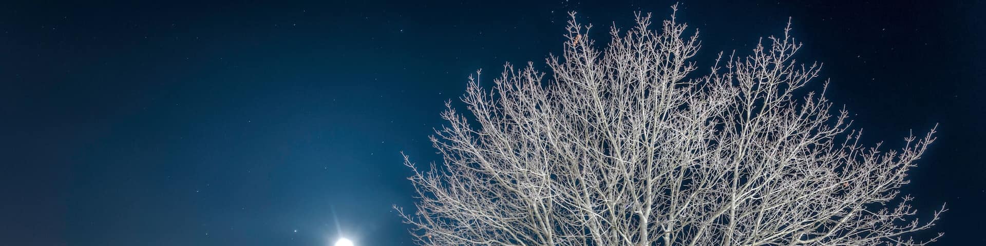 Lone Tree On Snowy Beach At Night With Moon