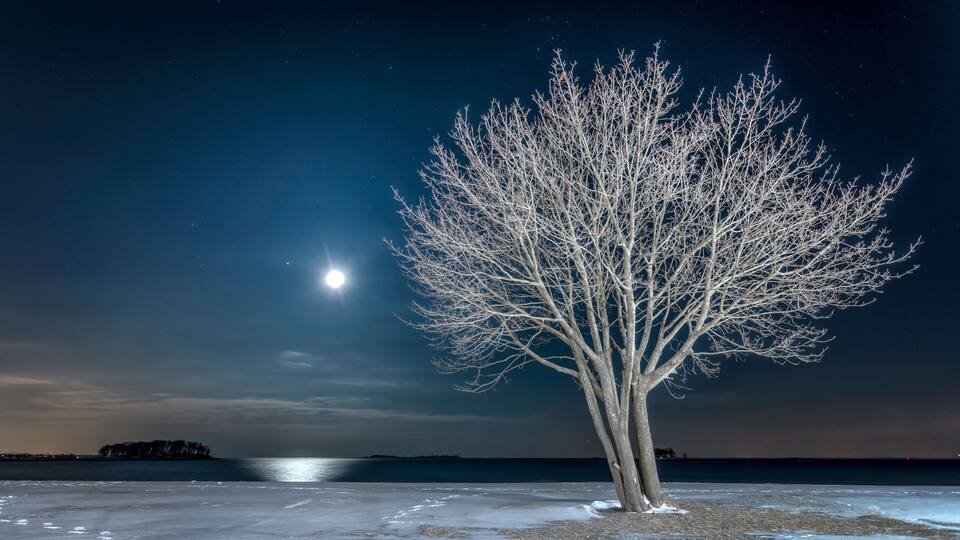 A leafless tree by a frozen body of water with a bright moon in the sky.