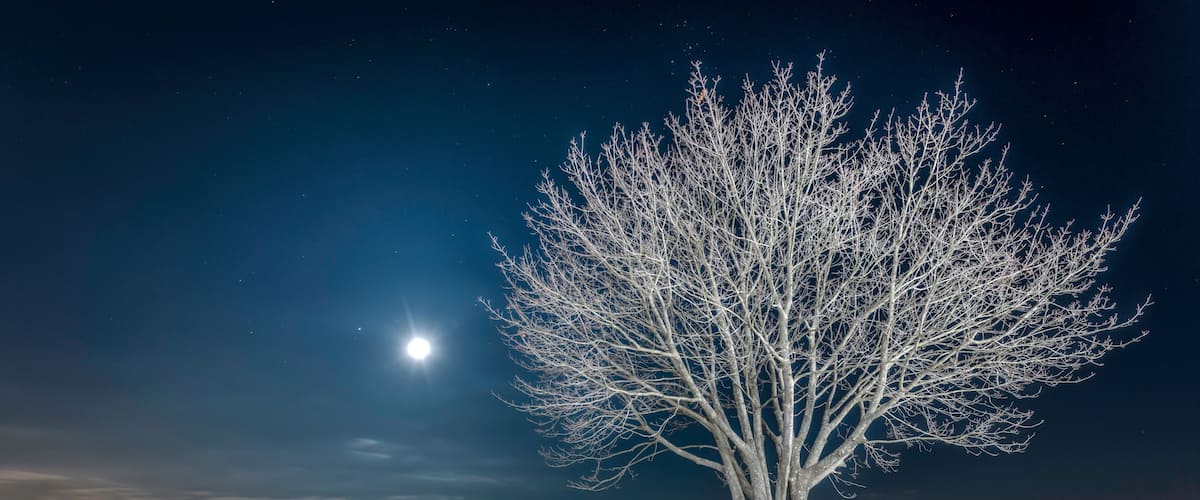 A leafless tree by a frozen body of water with a bright moon in the sky.