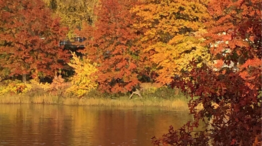 Autumnal promenade by The Creek