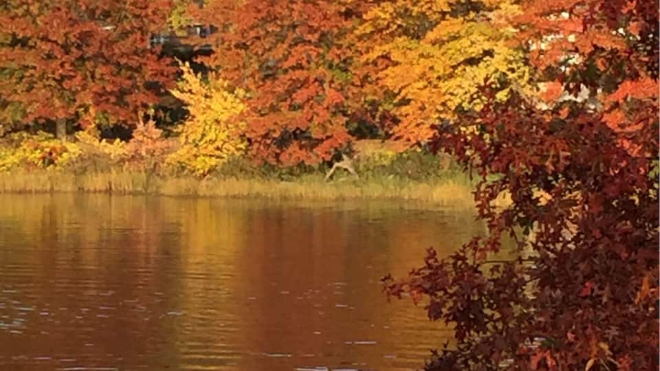Autumnal promenade by The Creek