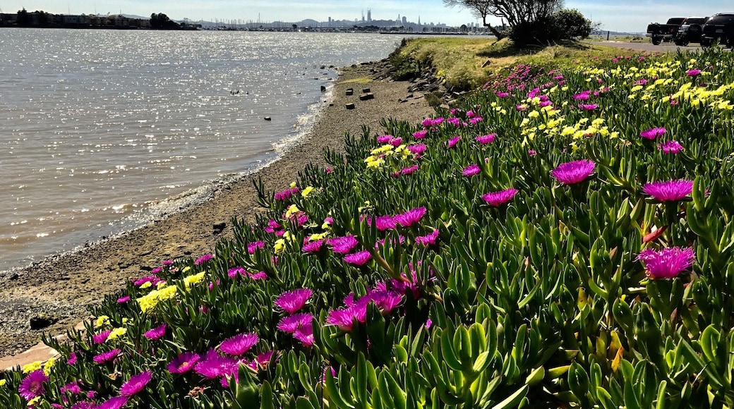 Wildflowers are just beginning to bloom in NorCal.