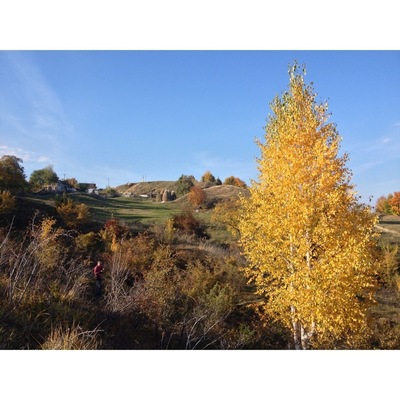 Autumn in a small mountain village in Romania. Breathtaking in my humble opinion...