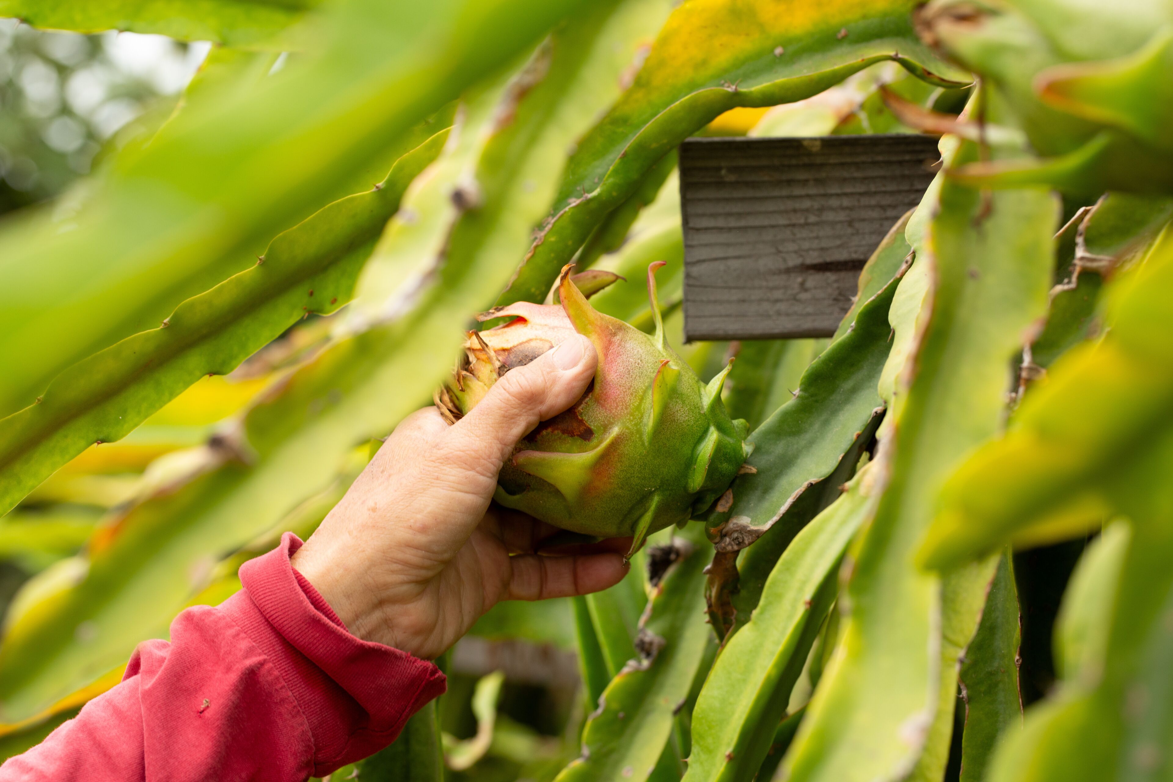 A view of a hand pulling on a dragon fruit, seen on a farm in Fallbrook, California.