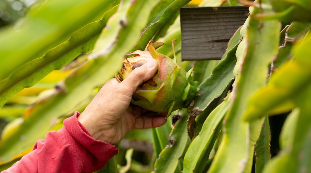 A view of a hand pulling on a dragon fruit, seen on a farm in Fallbrook, California.