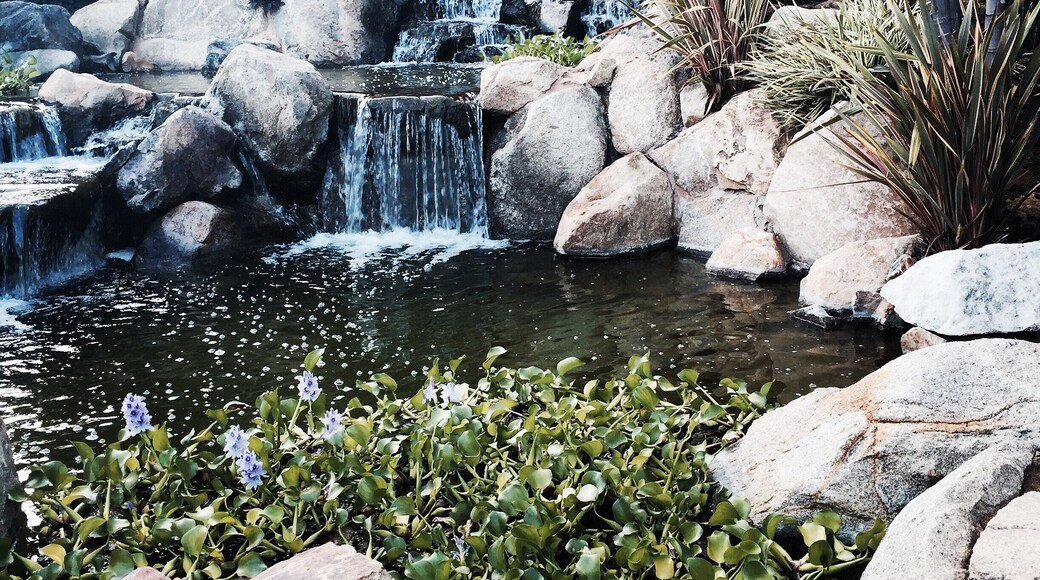 Waterfall by the Orchid bar at the special events venue in Fallbrook CA we were there for a Jazz concert beautiful tropical grounds, also as a heart shaped lake! Popular for weddings