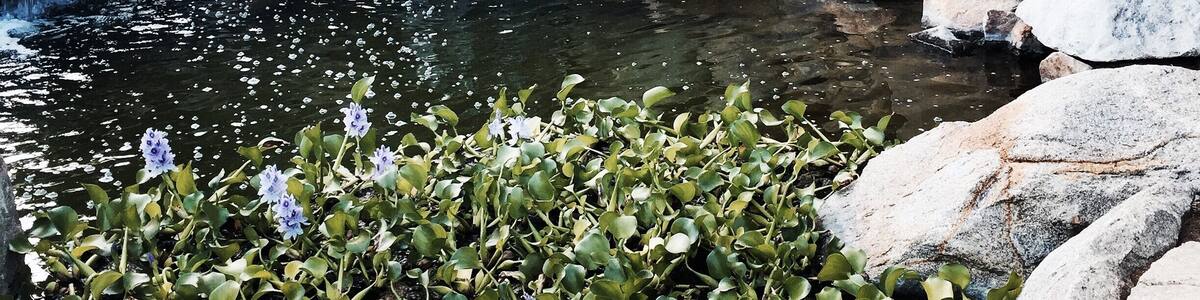Waterfall by the Orchid bar at the special events venue in Fallbrook CA we were there for a Jazz concert beautiful tropical grounds, also as a heart shaped lake! Popular for weddings