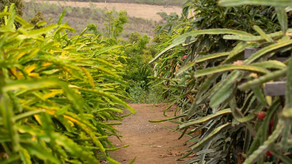A dirt path through a green field with rows of crops.