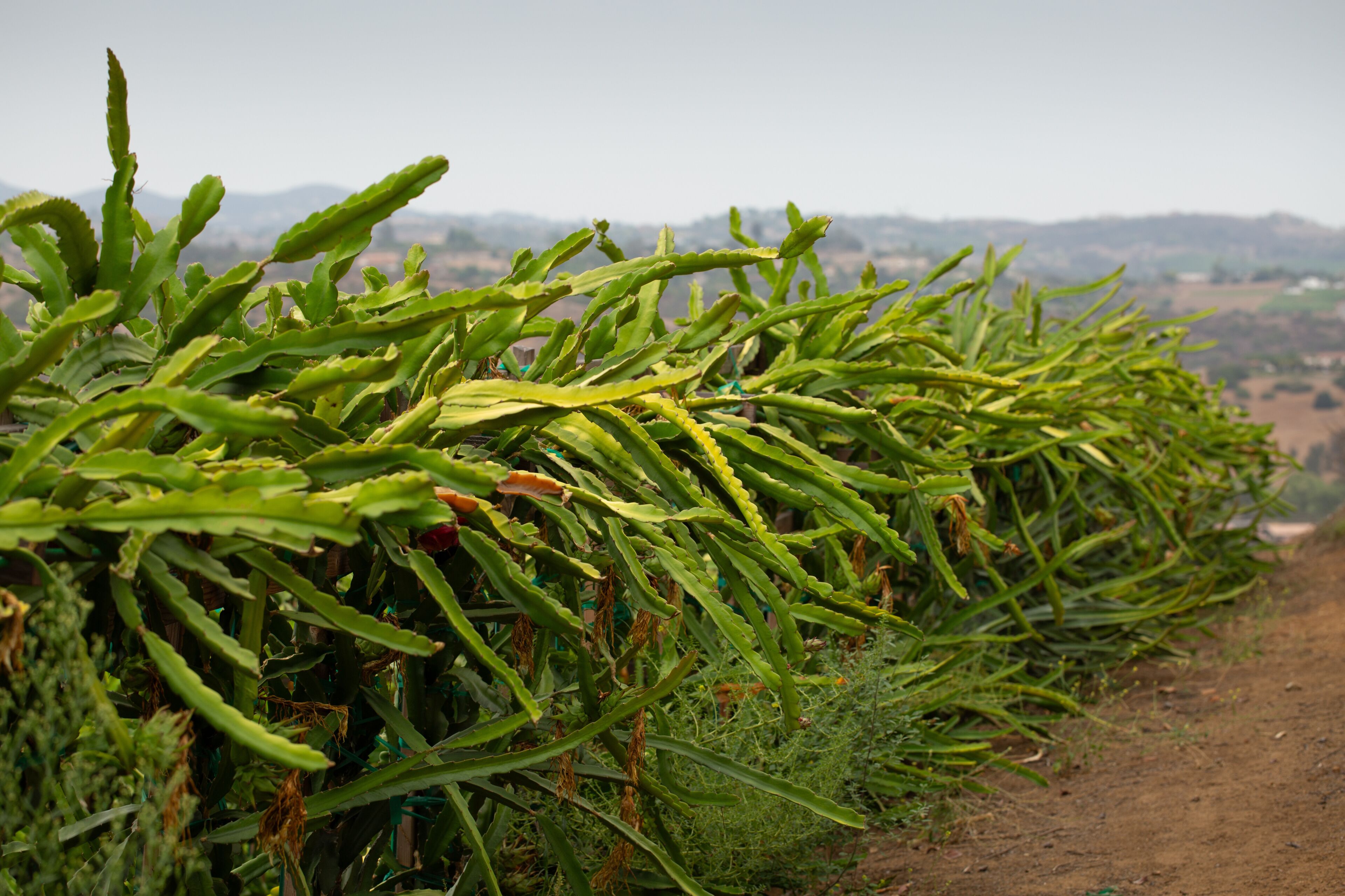 A view of a row of dragon fruit plants, seen on a farm in Fallbrook, California.