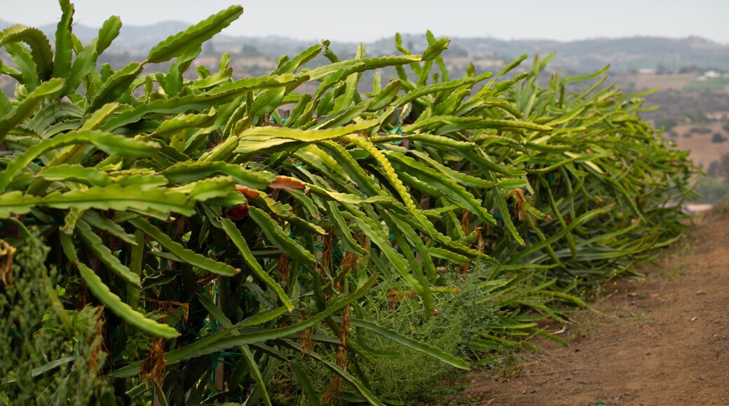 A view of a row of dragon fruit plants, seen on a farm in Fallbrook, California.