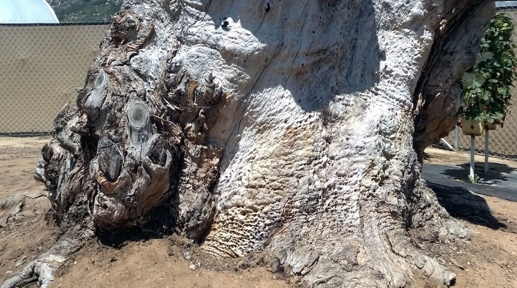 Old tree stump