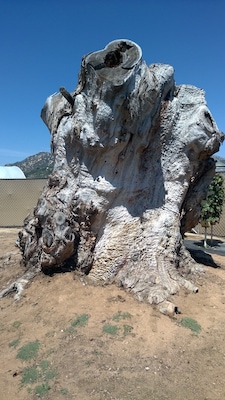 Old tree stump