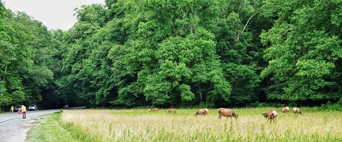 Elks in Great Smoky Mountains National Park. Wildlife watching. large elks with antlers/horns.