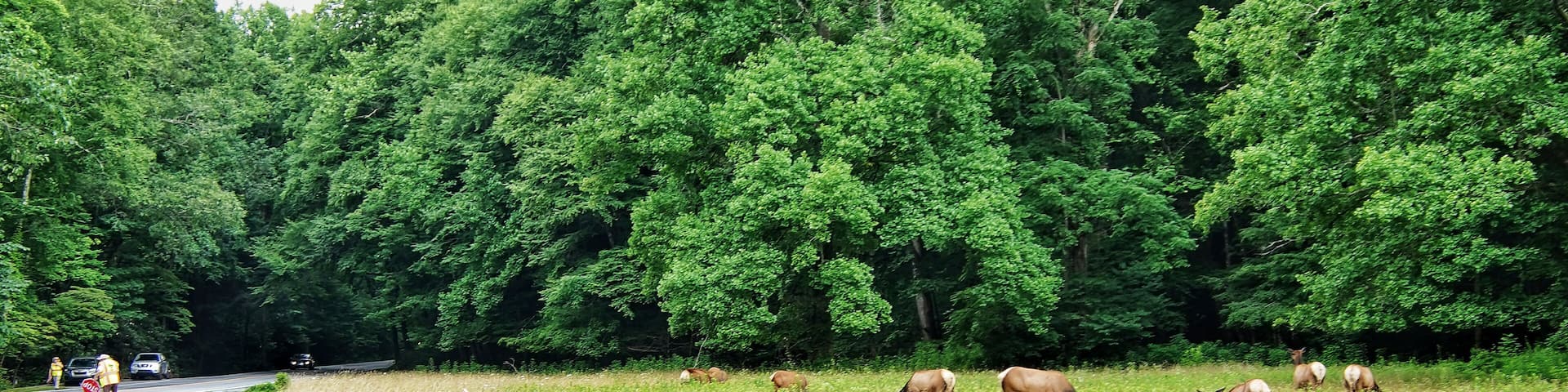 A road with a group of elk grazing in a field, surrounded by dense green trees.