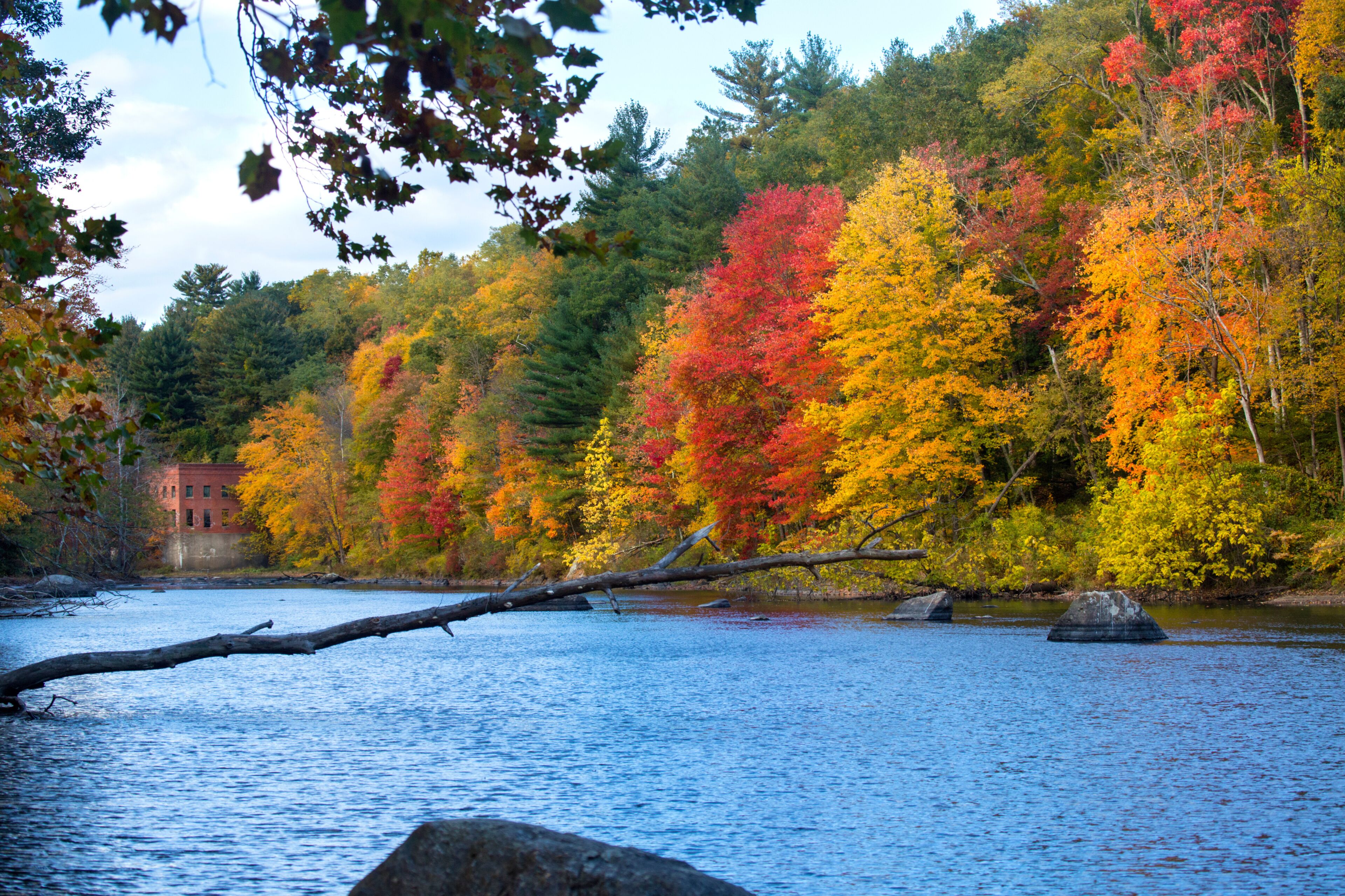 A river with a fallen tree, surrounded by autumn-colored trees and a building in the background.