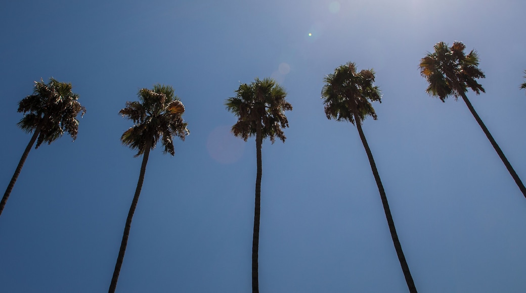 Always been fascinated by these iconic trees of Los Angeles, love the way the sunlight shines of the leaves.