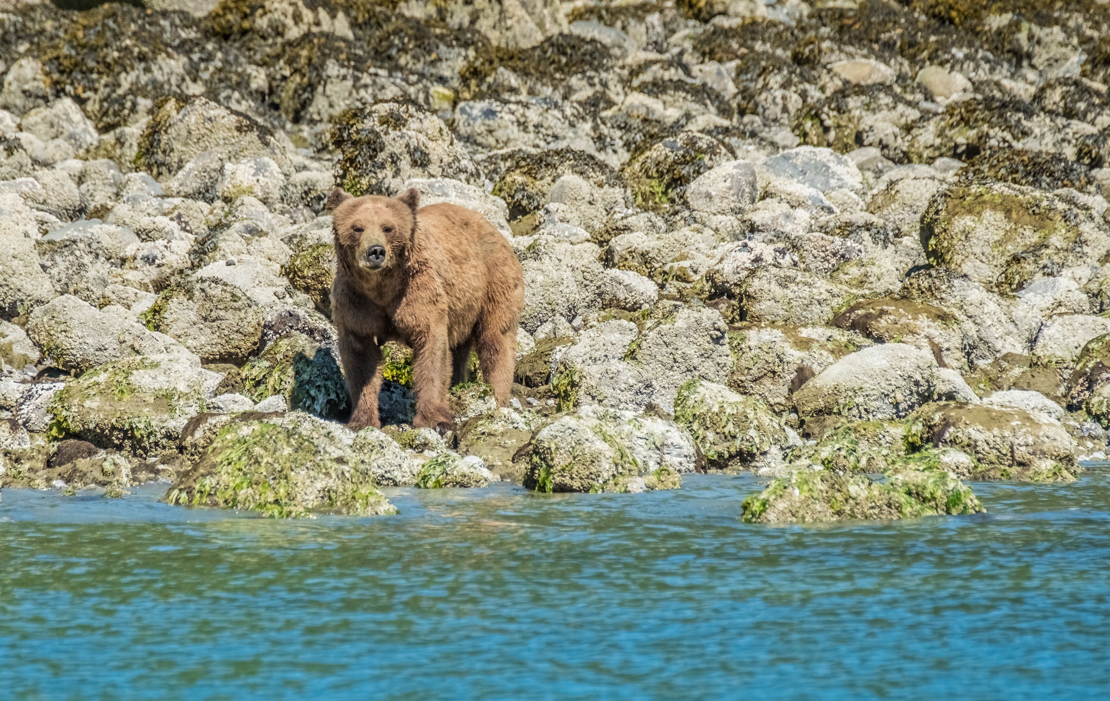 A grizzly bear cub walks along the shore eating crabs and barnicles during the low tide and grass in Glendale Cove, British Columbia, Canada