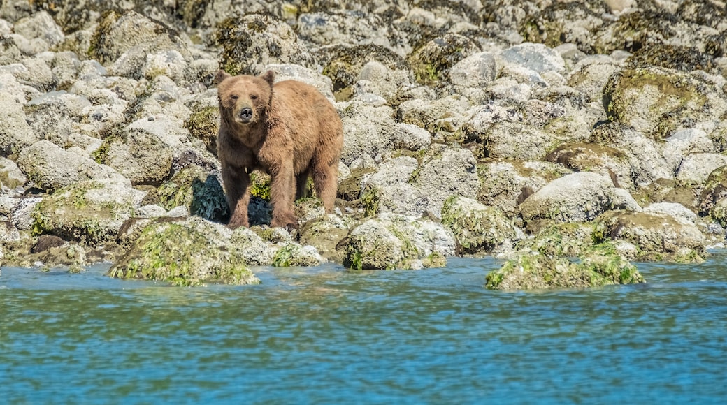 A grizzly bear cub walks along the shore eating crabs and barnicles during the low tide and grass in Glendale Cove, British Columbia, Canada