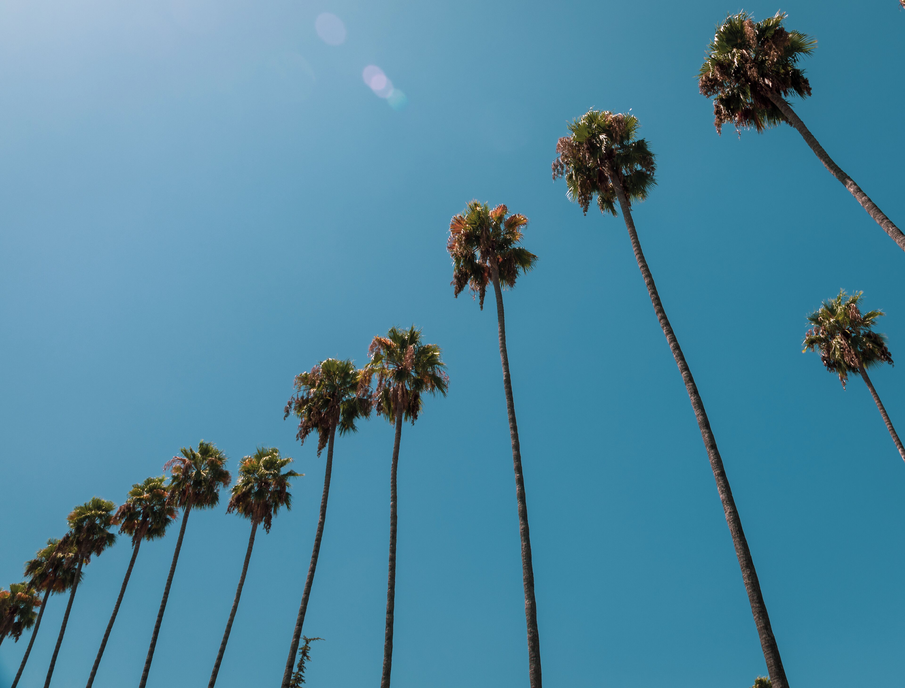 Always been fascinated by these iconic trees of Los Angeles, love the way the sunlight shines of the leaves.

#LifeAtExpediaGroup