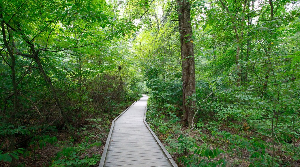Woodland Trail, Blacklick Metro Park, Reynoldsburg, Ohio