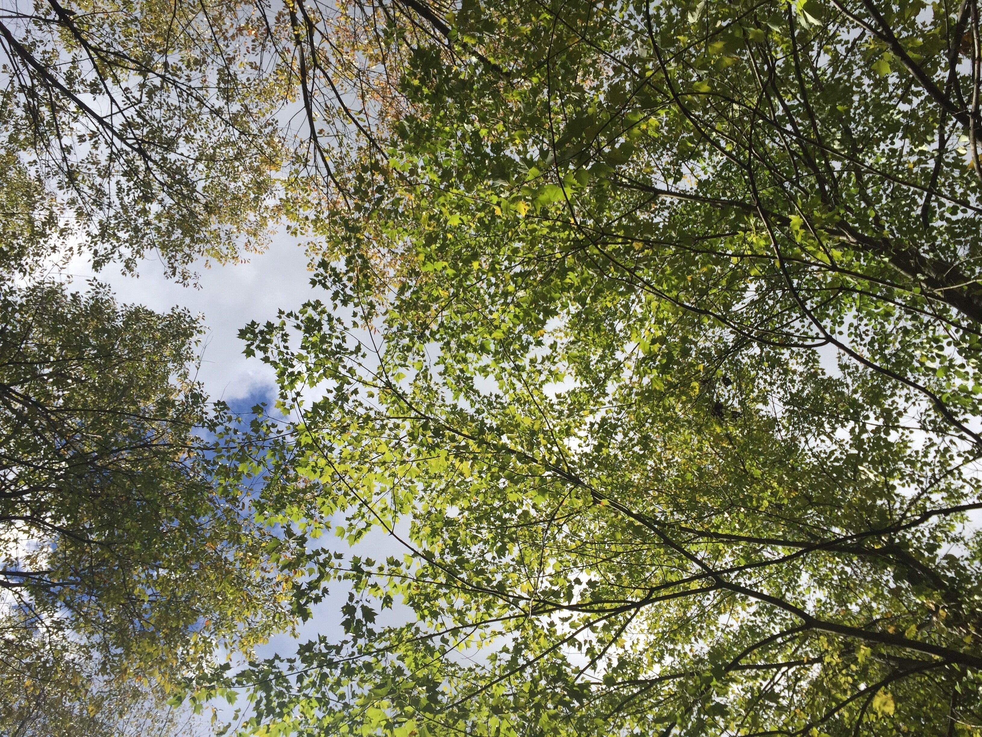 A perfect fall day to take a wagon ride through the trees of Spicers orchard farm. Love their Honeycrisp apples 🍎 ♥️