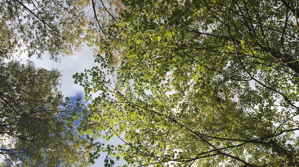 A perfect fall day to take a wagon ride through the trees of Spicers orchard farm. Love their Honeycrisp apples 🍎 ♥️