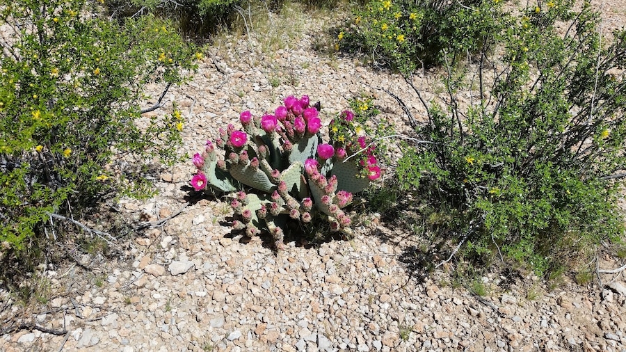 Beavertail Cactus in bloom. Taken while mountain biking