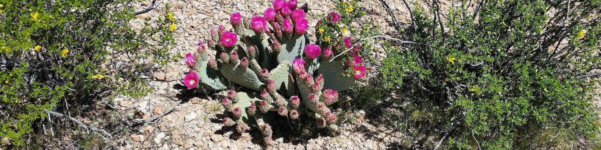 Beavertail Cactus in bloom. Taken while mountain biking