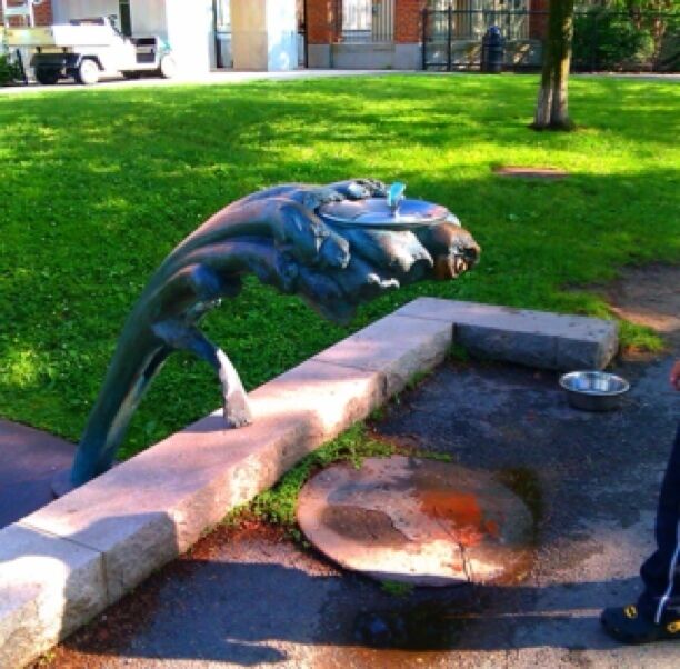 Weird water fountain/bebedero bizarro. Fresh pond.