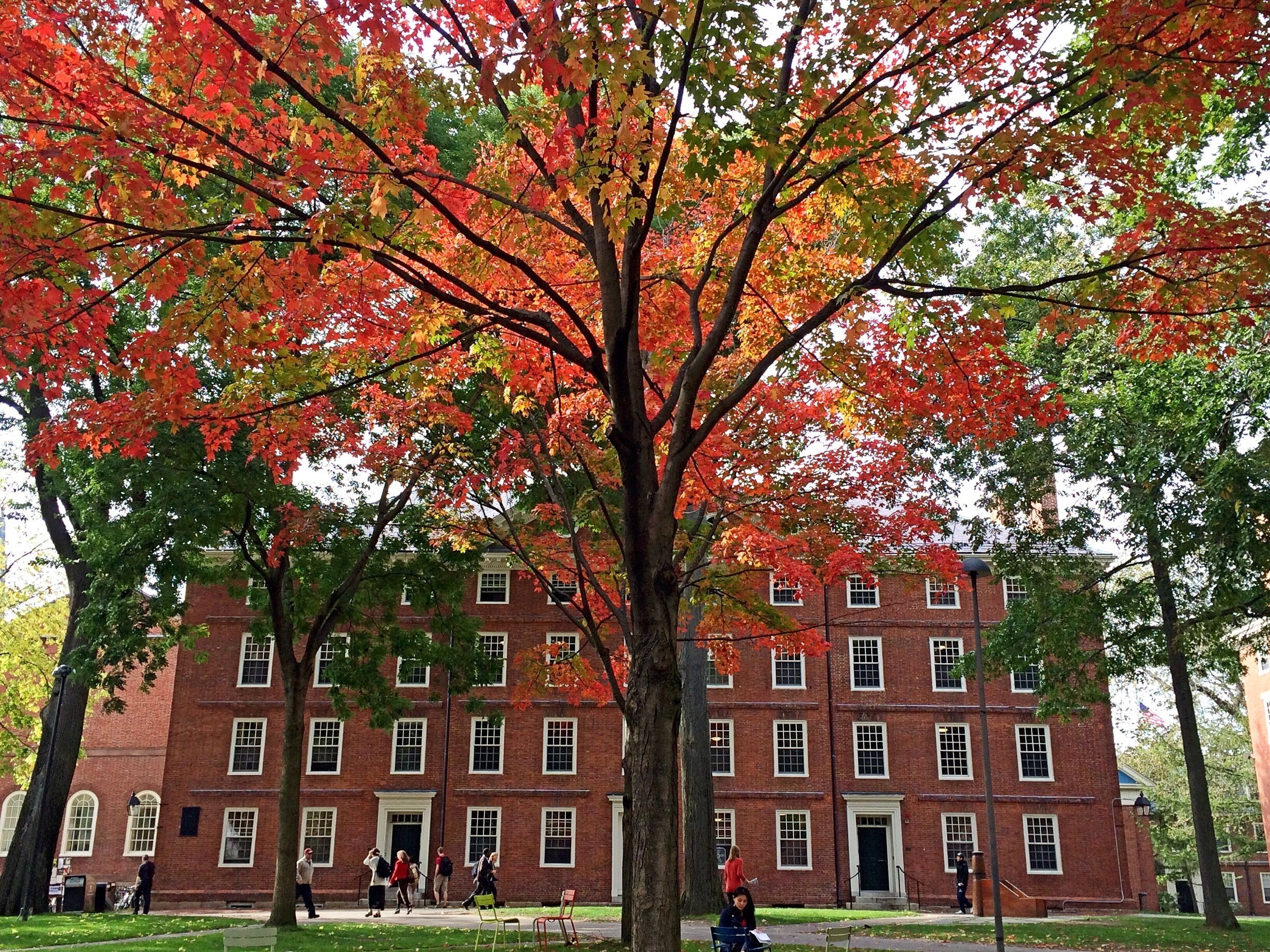 Autumn at Harvard Yard.
