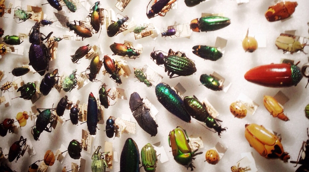 Beetle Rings