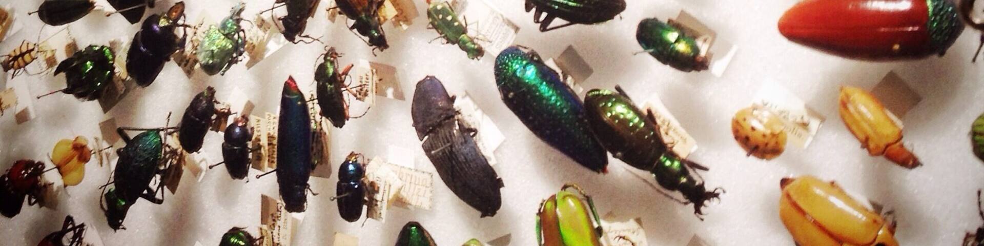 Beetle Rings