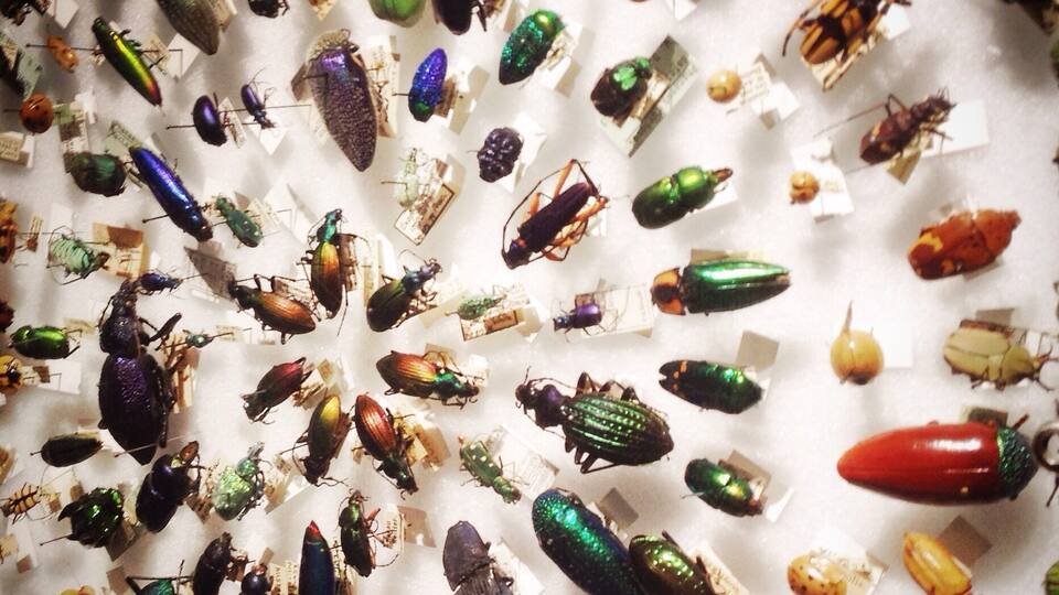 Beetle Rings