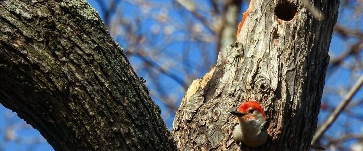 Red bellied woodpecker snug in its nest