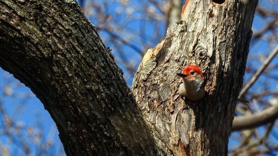 Red bellied woodpecker snug in its nest