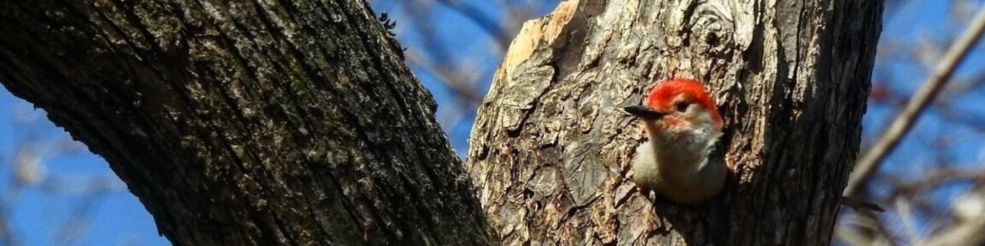 Red bellied woodpecker snug in its nest