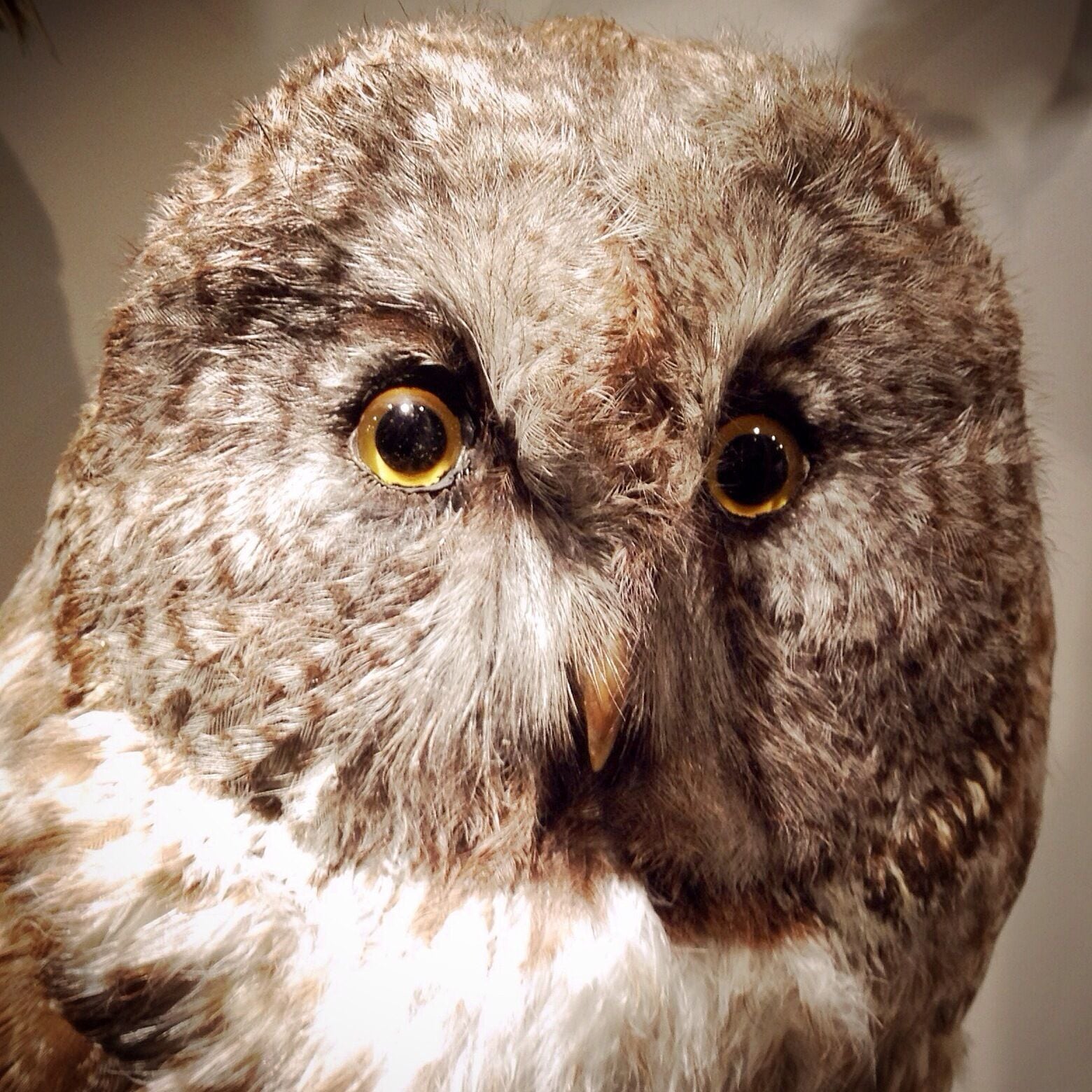 Unavoidable owl peepers. This museum was fantastic! It was kind of like going to the zoo with all of the animals only better because none of them are living in unnatural quarters and you can study them to your heart's content. 