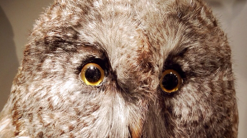 Unavoidable owl peepers. This museum was fantastic! It was kind of like going to the zoo with all of the animals only better because none of them are living in unnatural quarters and you can study them to your heart's content.