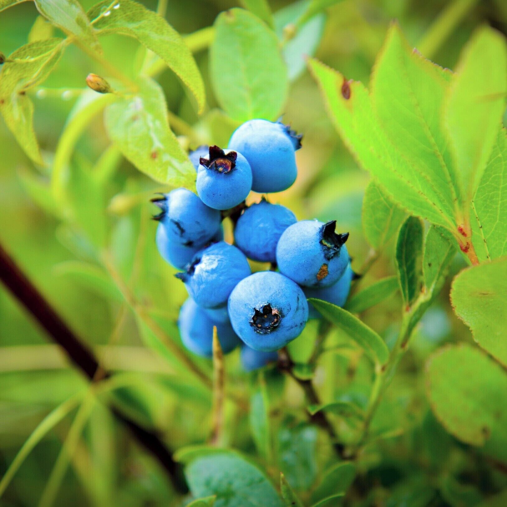 Blueberry Picking in Blue Hill ! 

Not a bad way to spend a lazy morning with the kids. We picked for about 20 minutes and had plenty of berries for a Pie that night. #Blue