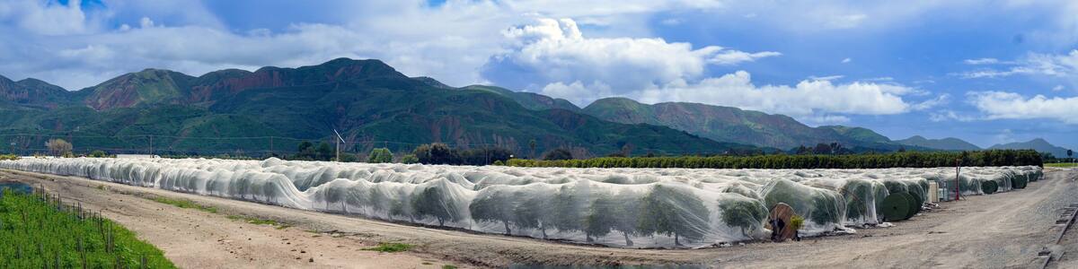 Panorama of Farming Citrus Orchard covered in nets to prevent pollination from bees and damage of frost to trees in valley Fillmore California