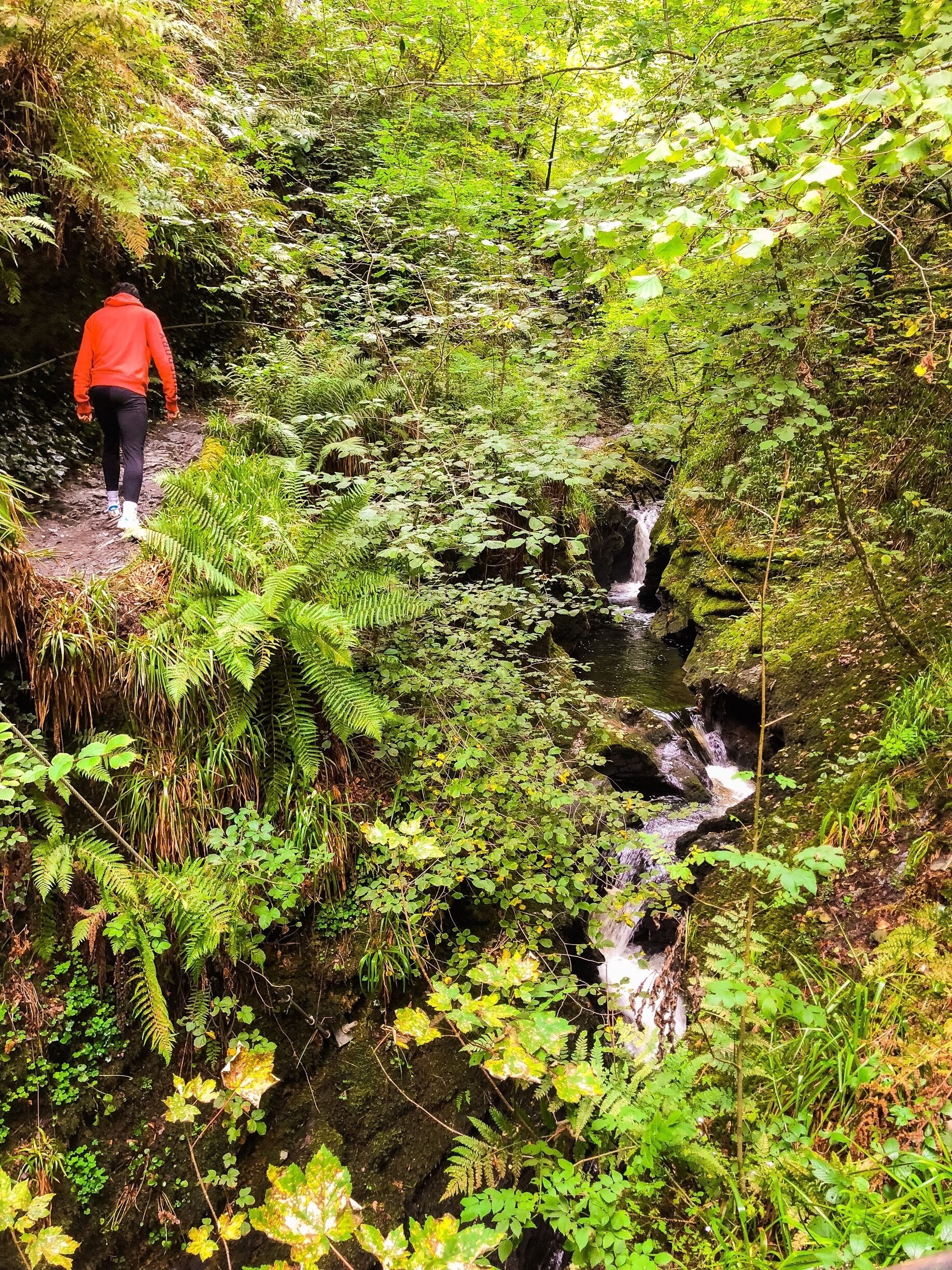Un excursionista con una chaqueta roja caminando por un sendero arbolado junto a un riachuelo.