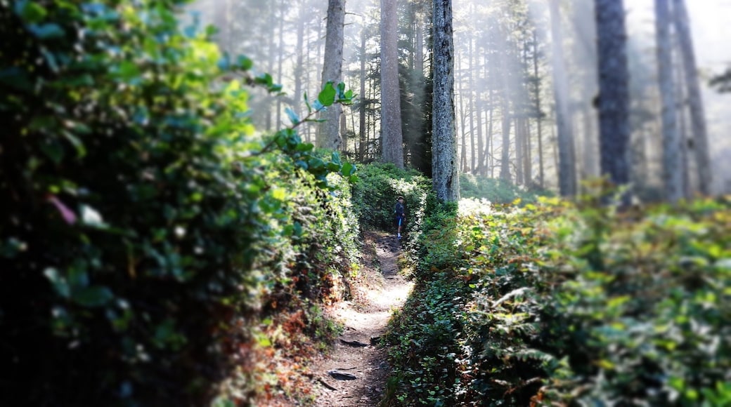 Magical hiking trails that lead to the ocean or Heceta head lighthouse.