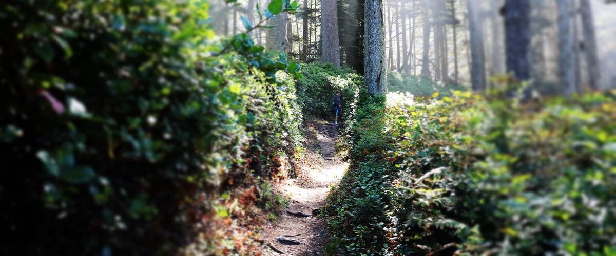 Magical hiking trails that lead to the ocean or Heceta head lighthouse.