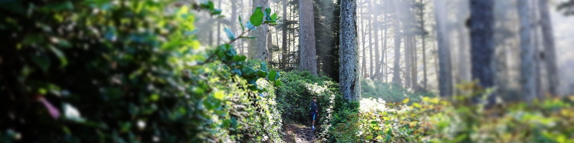 Magical hiking trails that lead to the ocean or Heceta head lighthouse.