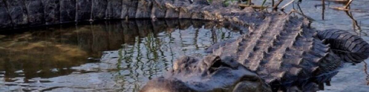 Everglades National Park, the largest subtropical wilderness in the United States, boasts rare and endangered species. More than 350 species of birds, 300 species of fresh and saltwater fish, 40 species of mammals, and 50 species of reptiles live within Everglades National Park. It is by far the best Place to go for wildlife in the south east, and everything is easy access and wildlife is everywhere.