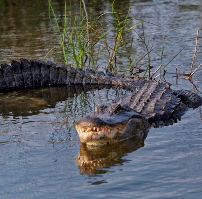 Everglades National Park, the largest subtropical wilderness in the United States, boasts rare and endangered species. More than 350 species of birds, 300 species of fresh and saltwater fish, 40 species of mammals, and 50 species of reptiles live within Everglades National Park. It is by far the best Place to go for wildlife in the south east, and everything is easy access and wildlife is everywhere.
