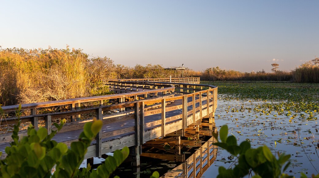 Anhinga Trail Boardwalk through the Everglades National Park, Florida, USA.